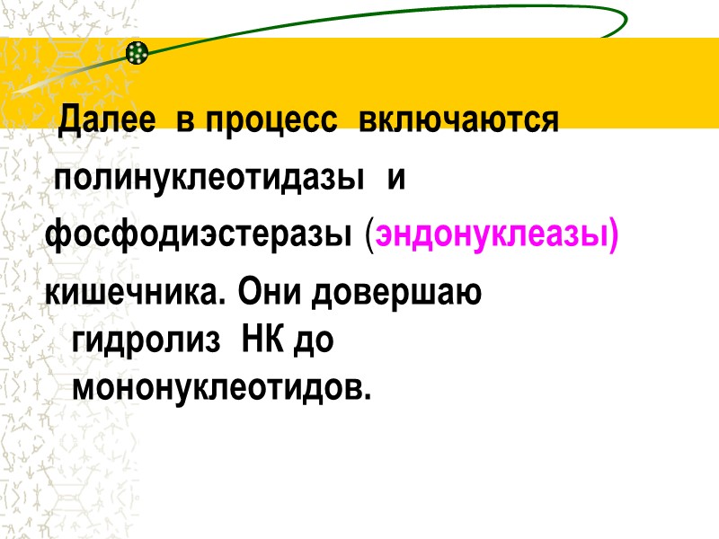 Далее  в процесс  включаются   полинуклеотидазы  и  фосфодиэстеразы (эндонуклеазы)